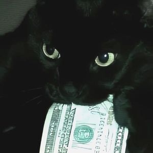 Meet your Posher, Damon